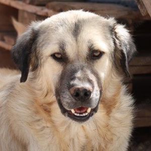 Baxter, geb. ca. 05 2021, lebt in GR auf einem Gelände, auf dem die Hunde notdürftig versorgt werden