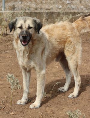 Baxter, geb. ca. 05 2021, lebt in GR auf einem Gelände, auf dem die Hunde notdürftig versorgt werden Bild 4