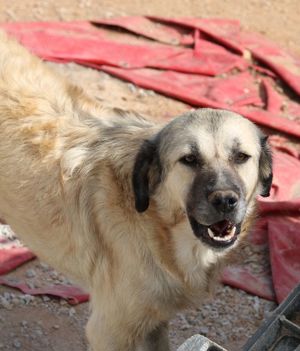 Baxter, geb. ca. 05 2021, lebt in GR auf einem Gelände, auf dem die Hunde notdürftig versorgt werden Bild 7