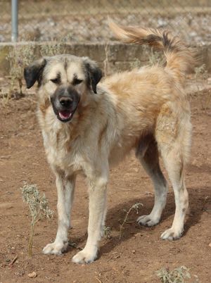 Baxter, geb. ca. 05 2021, lebt in GR auf einem Gelände, auf dem die Hunde notdürftig versorgt werden Bild 5