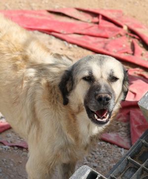 Baxter, geb. ca. 05 2021, lebt in GR auf einem Gelände, auf dem die Hunde notdürftig versorgt werden Bild 8