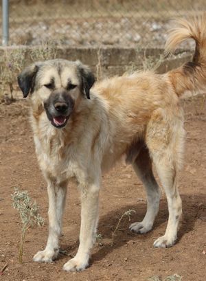 Baxter, geb. ca. 05 2021, lebt in GR auf einem Gelände, auf dem die Hunde notdürftig versorgt werden Bild 6