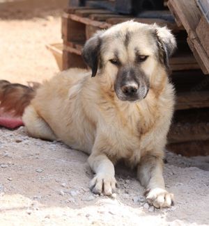 Baxter, geb. ca. 05 2021, lebt in GR auf einem Gelände, auf dem die Hunde notdürftig versorgt werden Bild 10