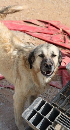 Baxter, geb. ca. 05 2021, lebt in GR auf einem Gelände, auf dem die Hunde notdürftig versorgt werden Bild 9