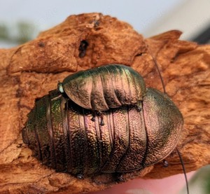 Pseudoglomeris magnifica Smaragdschaben Schaben 