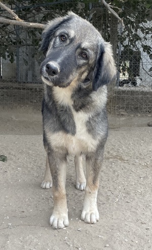 Karla, geb. ca. 03 2023, lebt in GRIECHENLAND, im städt. Tierheim Serres  Bild 8