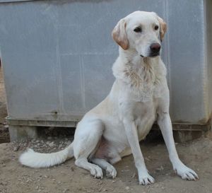 Legolas, geb. 11 2017, lebt in GRIECHENLAND, im städt. Tierheim Serres  Bild 9