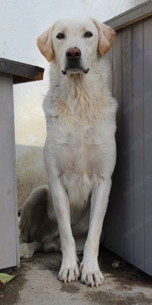 Legolas, geb. 11 2017, lebt in GRIECHENLAND, im städt. Tierheim Serres  Bild 4