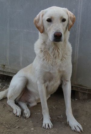 Legolas, geb. 11 2017, lebt in GRIECHENLAND, im städt. Tierheim Serres  Bild 10