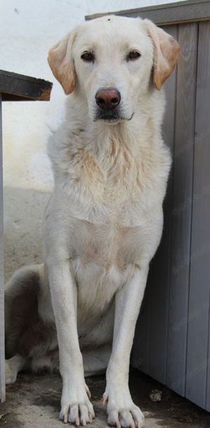 Legolas, geb. 11 2017, lebt in GRIECHENLAND, im städt. Tierheim Serres  Bild 3