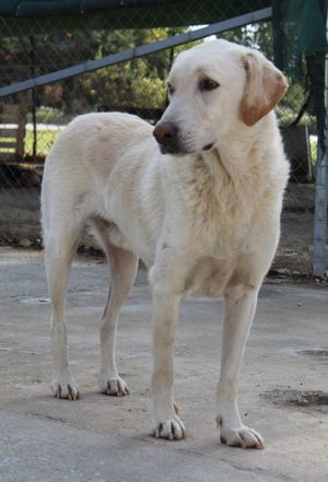 Legolas, geb. 11 2017, lebt in GRIECHENLAND, im städt. Tierheim Serres  Bild 6