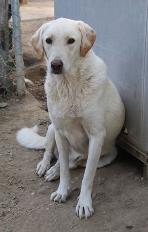 Legolas, geb. 11 2017, lebt in GRIECHENLAND, im städt. Tierheim Serres  Bild 7
