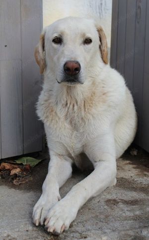 Legolas, geb. 11 2017, lebt in GRIECHENLAND, im städt. Tierheim Serres  Bild 5