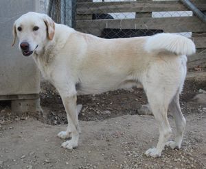 Legolas, geb. 11 2017, lebt in GRIECHENLAND, im städt. Tierheim Serres  Bild 2