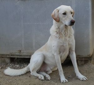 Legolas, geb. 11 2017, lebt in GRIECHENLAND, im städt. Tierheim Serres  Bild 8