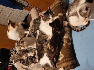 Katzen und Katzenkinder aus dem Tierschutz Bild 3