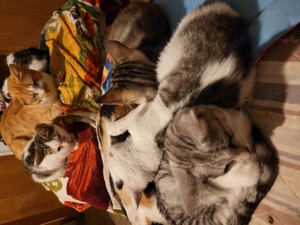 Katzen und Katzenkinder aus dem Tierschutz Bild 2