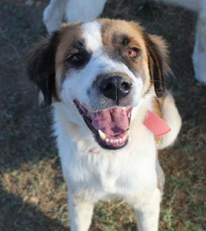 Mick, geb. ca. 12 2020, in GRIECHENLAND, auf Gelände, auf dem die Hunde notdürftig versorgt werden Bild 10