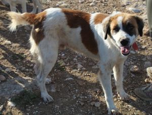 Mick, geb. ca. 12 2020, in GRIECHENLAND, auf Gelände, auf dem die Hunde notdürftig versorgt werden Bild 7