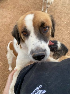 Mick, geb. ca. 12 2020, in GRIECHENLAND, auf Gelände, auf dem die Hunde notdürftig versorgt werden Bild 3
