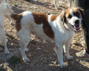 Mick, geb. ca. 12 2020, in GRIECHENLAND, auf Gelände, auf dem die Hunde notdürftig versorgt werden Bild 9