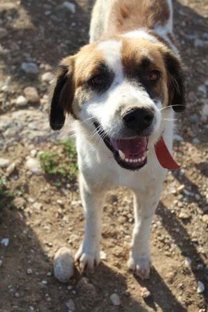 Mick, geb. ca. 12 2020, in GRIECHENLAND, auf Gelände, auf dem die Hunde notdürftig versorgt werden Bild 5