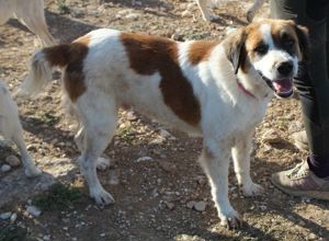 Mick, geb. ca. 12 2020, in GRIECHENLAND, auf Gelände, auf dem die Hunde notdürftig versorgt werden Bild 8