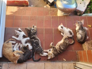 Katzen und Katzenkinder aus dem Tierschutz Bild 4