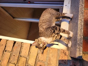 Katzen und Katzenkinder aus dem Tierschutz Bild 6