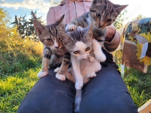 Katzen und Katzenkinder aus dem Tierschutz Bild 5