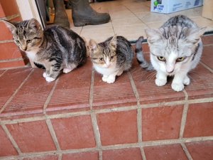 Katzen und Katzenkinder aus dem Tierschutz Bild 7