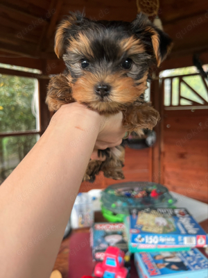 Yorkshire Terrier mini toy