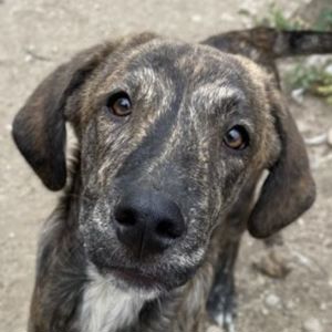 Petri, geb. ca. 04 2024, lebt in GRIECHENLAND, auf einem Gelände, Hunde notdürftig versorgt