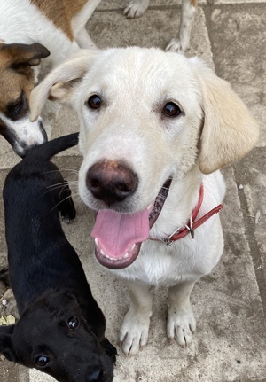 Littlefoot geb ca 04 24, lebt in GRIE auf einem Gelände auf dem die Hunde notdürftig versorgt werden Bild 3
