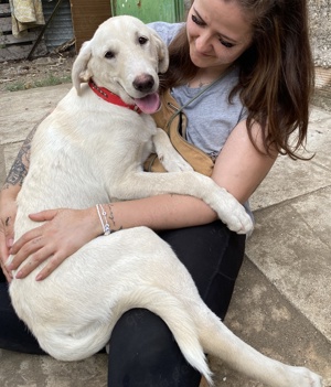 Littlefoot geb ca 04 24, lebt in GRIE auf einem Gelände auf dem die Hunde notdürftig versorgt werden Bild 4
