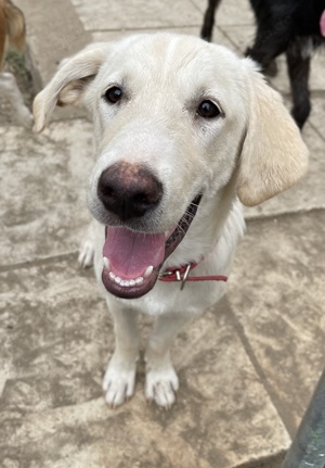 Littlefoot geb ca 04 24, lebt in GRIE auf einem Gelände auf dem die Hunde notdürftig versorgt werden Bild 9