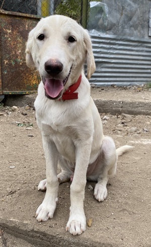 Littlefoot geb ca 04 24, lebt in GRIE auf einem Gelände auf dem die Hunde notdürftig versorgt werden Bild 6