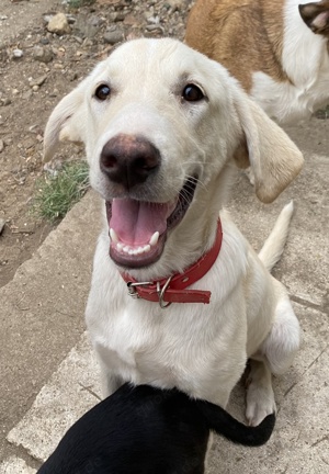 Littlefoot geb ca 04 24, lebt in GRIE auf einem Gelände auf dem die Hunde notdürftig versorgt werden Bild 5