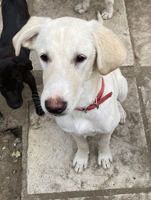 Littlefoot geb ca 04 24, lebt in GRIE auf einem Gelände auf dem die Hunde notdürftig versorgt werden Bild 2