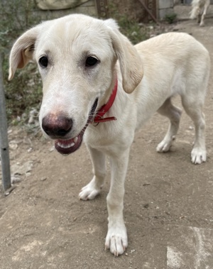 Littlefoot geb ca 04 24, lebt in GRIE auf einem Gelände auf dem die Hunde notdürftig versorgt werden Bild 10