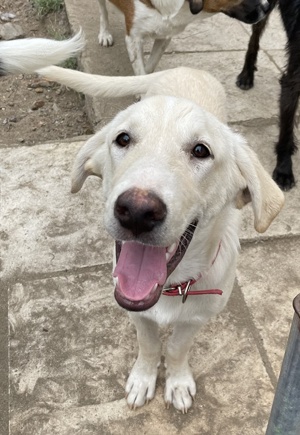 Littlefoot geb ca 04 24, lebt in GRIE auf einem Gelände auf dem die Hunde notdürftig versorgt werden Bild 8