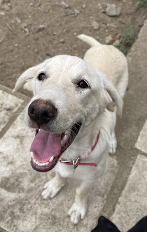 Littlefoot geb ca 04 24, lebt in GRIE auf einem Gelände auf dem die Hunde notdürftig versorgt werden Bild 7