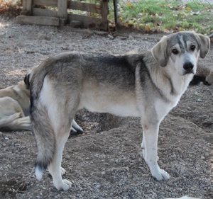  Lykos, geb. ca. 12 2023, lebt in GRIECHENLAND, im städt. Tierheim Serres Bild 7