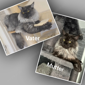 5 Maine Coon Kitten (Black Smoke)