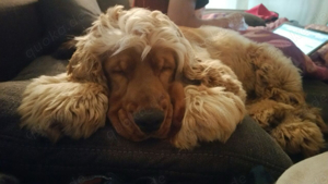 Cocker spaniel abzugeben