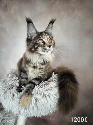 Maine Coon Katzchen mit Stammbaun