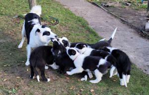 Wunderschöne Charakterstarke Border Collie Welpen abzugeben!!!