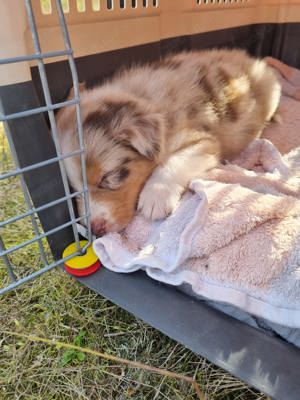 Australian shepherd babys Red merle Red tri die letzten 5 