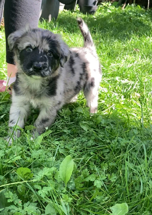 Australian Shepherd Hündin 