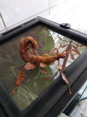 Phasmiden Extatosoma tiaratum (Austral.Gespenstschr.) EIER 